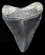 Juvenile Megalodon Tooth - Serrated Blade #58090-2